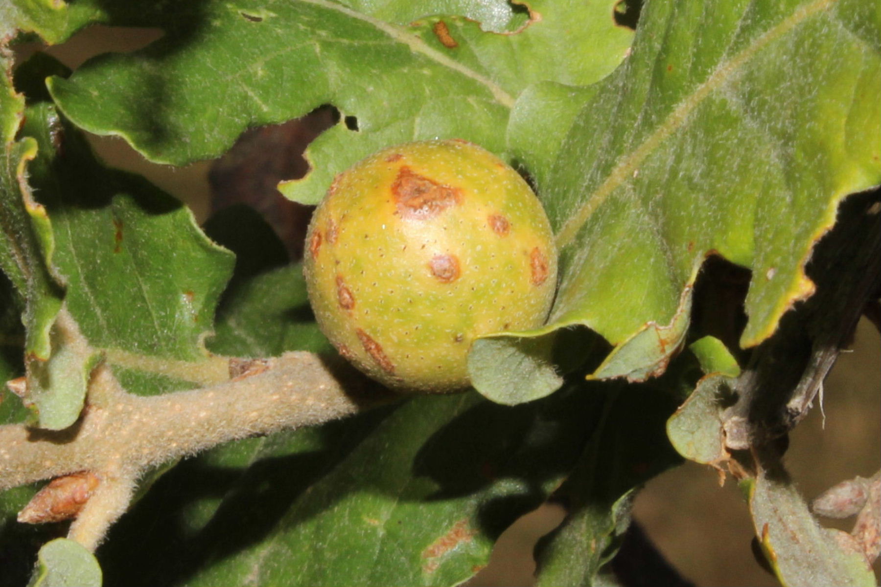 Galle su quercia di 5 specie di Andricus sp. (Cynipidae)